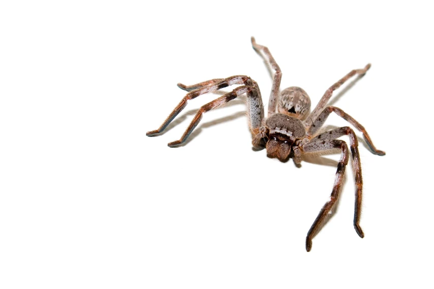 Huntsman Spider